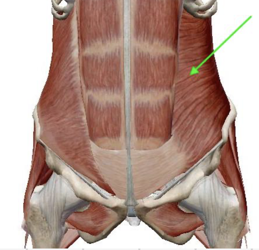 <p>identify this muscle</p>