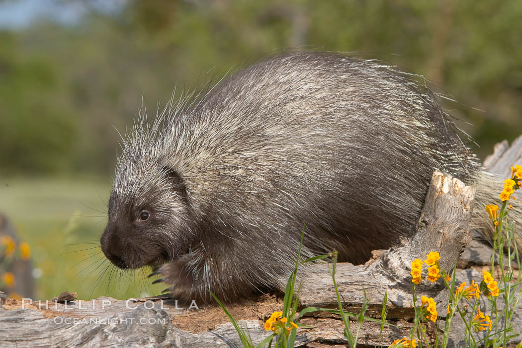 <p>Common Name: North American Porcupine </p><p>Order: Rodentia </p><p>Family: Erethizontidae </p>