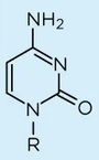 <p>Which base is this?</p>
