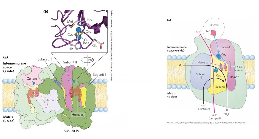 <ul><li><p><span style="background-color: transparent;"><span>Cytochrome C in reduced form transfers electrons into complex four</span></span></p></li><li><p><span style="background-color: transparent;"><span>Large dimeric&nbsp;</span></span></p></li><li><p><span style="background-color: transparent;"><span>3 subunits</span></span></p></li><li><p><span style="background-color: transparent;"><span>Contains Heme a and Heme a</span><sub><span>3</span></sub></span></p></li><li><p><span style="background-color: transparent;"><span>Passes electrons from a series of Hemes, O2 accepts electrons, makes water</span></span></p></li><li><p><span style="background-color: transparent;"><span>Pumps protons</span></span></p></li><li><p><span style="background-color: transparent;"><span>Cyanide (CN</span><sup><span>-</span></sup><span>) inhibits</span></span></p></li></ul><p></p>
