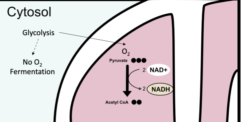 <ul><li><p>in mitochondrial matrix </p></li><li><p>end products: acetyl CoA (2 carbons), NADH, CO2 </p></li></ul><p></p>