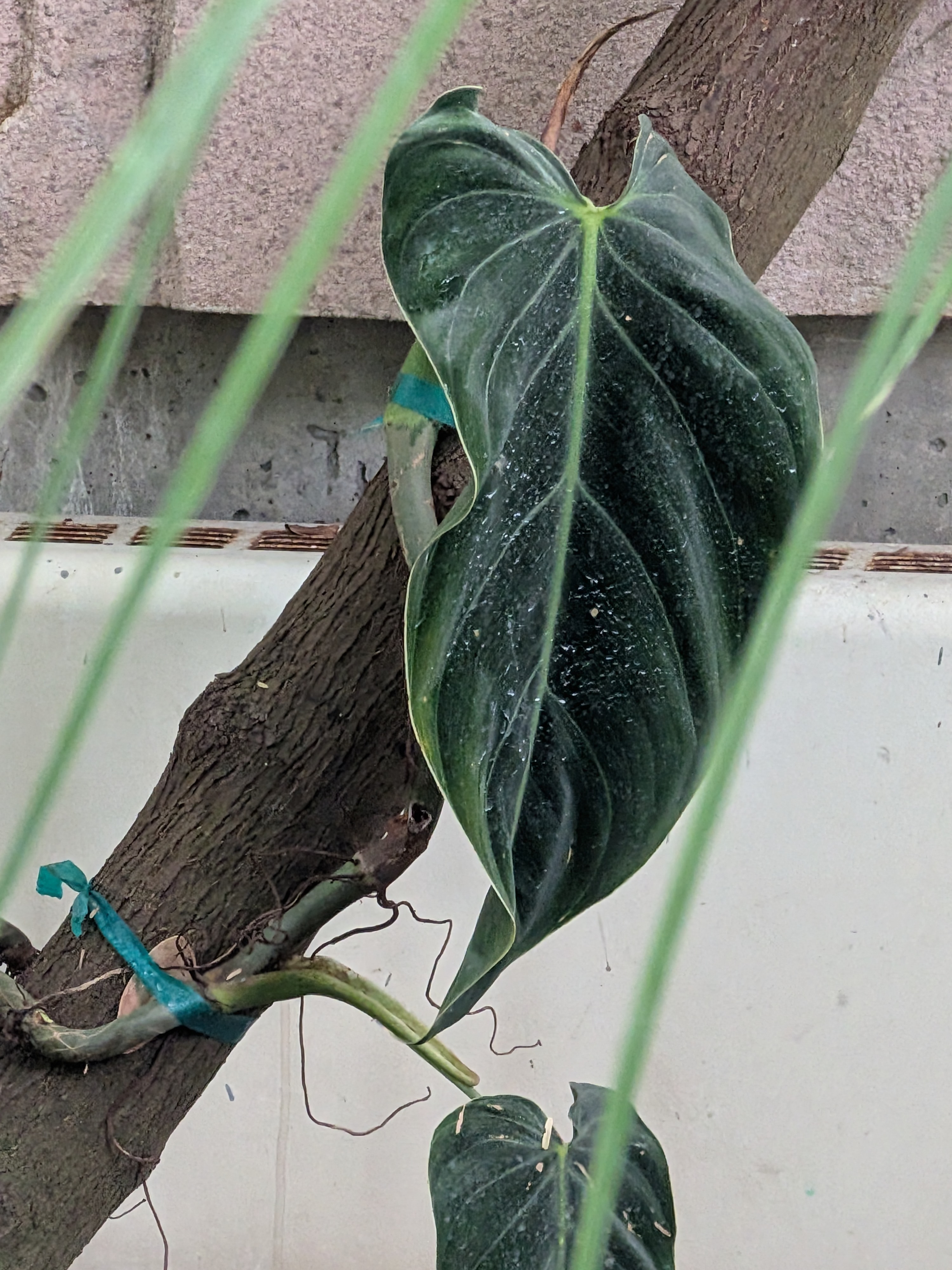 <p>Melano or Black Philodendron </p>