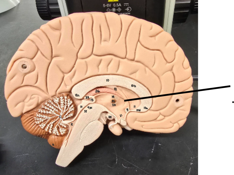 <p>Name Major Region/Major Part of the Brain</p>