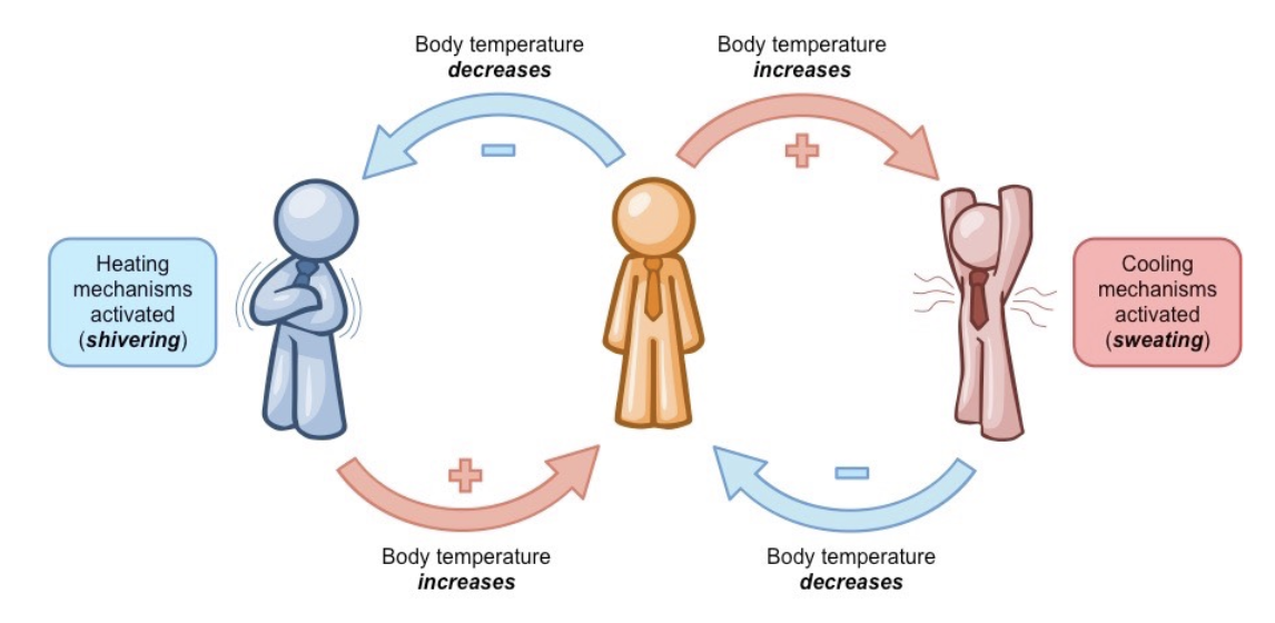 <ul><li><p>occurs when response counters (negates / reduces) the stimulus </p></li><li><p>attempts to revert system back to the normal state </p><ul><li><p>homeostasis usually involves </p></li></ul></li><li><p>normal level = set point </p></li></ul><p></p>
