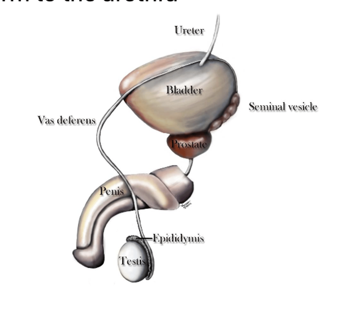 <p>• tube brings sperm to the urethra</p>