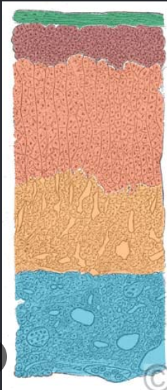 <p>Name each layer</p>
