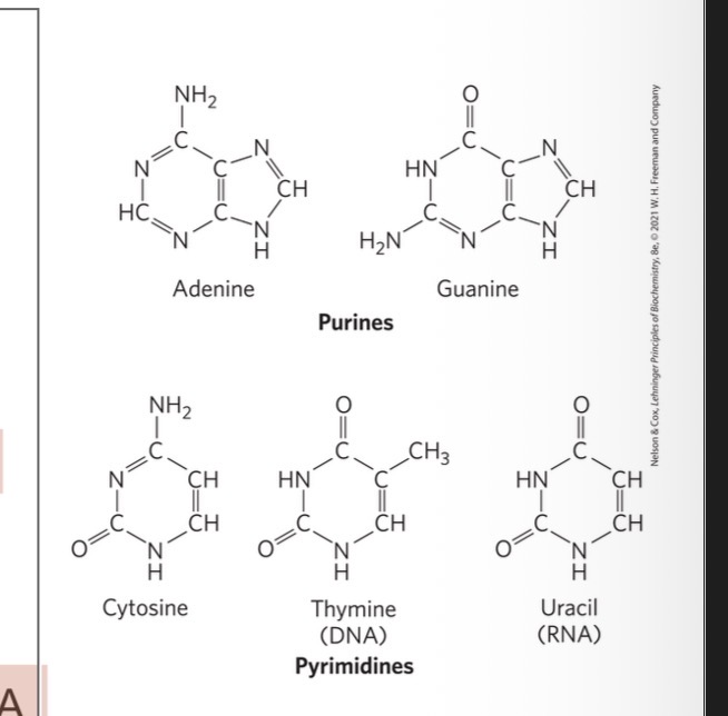 <p><span>major purine bases:</span></p><p><span><strong>adenine (A) </strong>= in DNA and RNA</span></p><p><span><strong>guanine (G) </strong>= in DNA and RNA</span></p><p></p><p><span>major pyrimidine bases:</span></p><p><span><strong>cytosine (C) </strong>= in DNA and RNA</span></p><p><span><strong>thymine (T) </strong>= only in DNA</span></p><p><span><strong>uracil (U)</strong> = only in RNA</span></p>