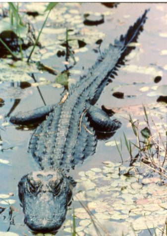 <p>What species is this?</p>