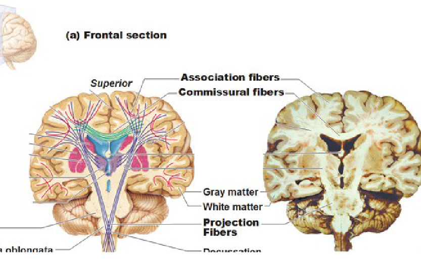 <p>connects hemispheres with lower brain or spinal cord</p>