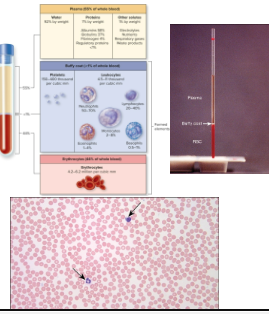 <ul><li><p><strong>Hematocrit </strong>(packed cell volume)</p><ul><li><p>Liquid = plasma</p></li></ul></li><li><p>Formed elements portion is 45%</p><ul><li><p>Erythrocytes (red blood cells, or RBCs)</p><ul><li><p>4.2–5.4 million/4.7–6.1 million per μl of blood (females/males, respectively)</p></li></ul></li><li><p>Leukocytes (white blood cells or WBCs)</p><ul><li><p>4,800–10,800 per μl of blood</p></li></ul></li><li><p>Platelets</p><ul><li><p>Between 150,000–350,000 per μl of blood</p></li></ul></li></ul></li><li><p>Plasma portion is 55%</p></li><li><p><strong>Clotted blood</strong></p><ul><li><p>Liquid = serum = plasma w/out clotting elements</p></li></ul></li></ul><p></p>