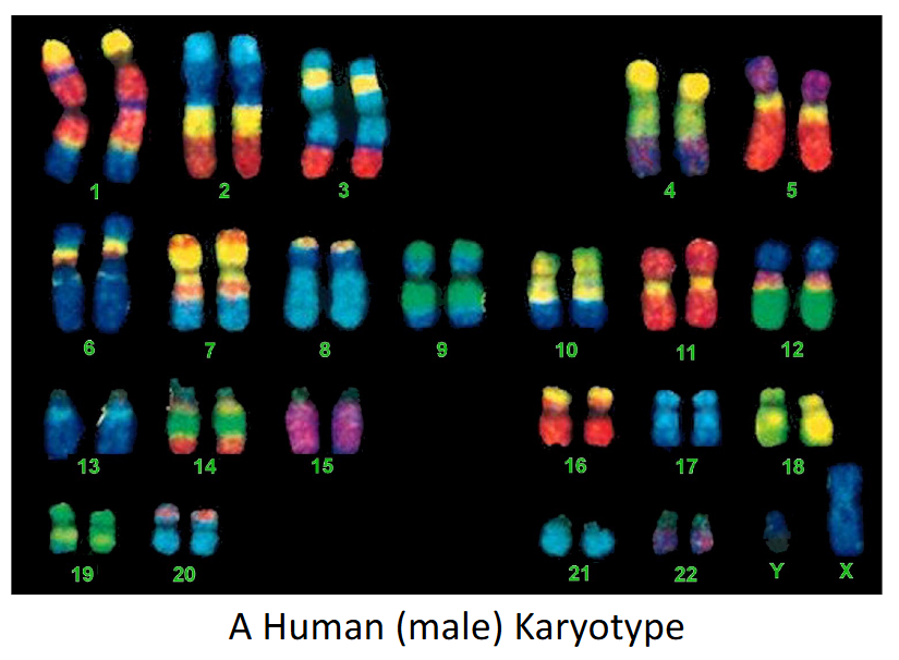 <p>What is the approximate size and chromosome composition of the human genome?</p>