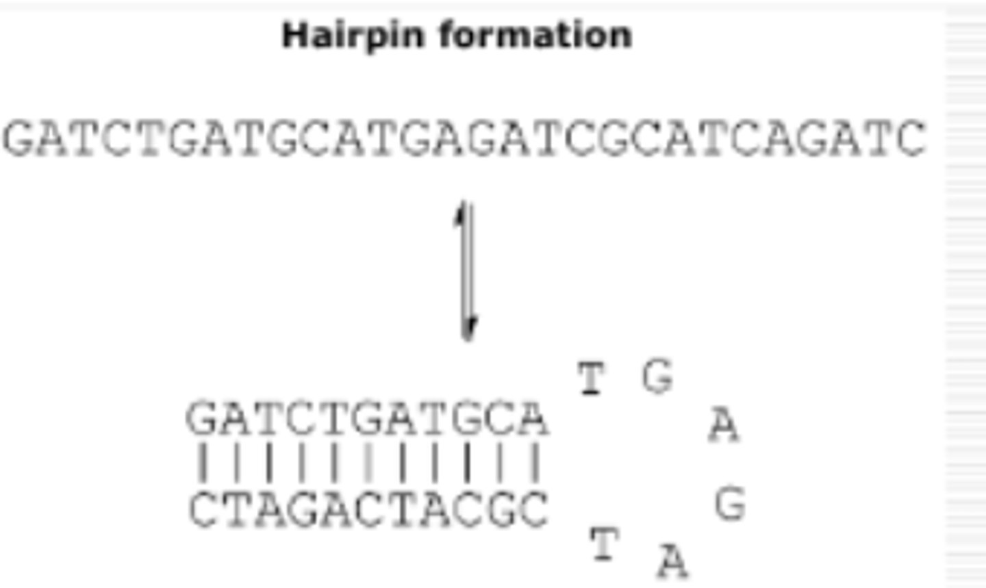<p>primers are complementary to each other</p>