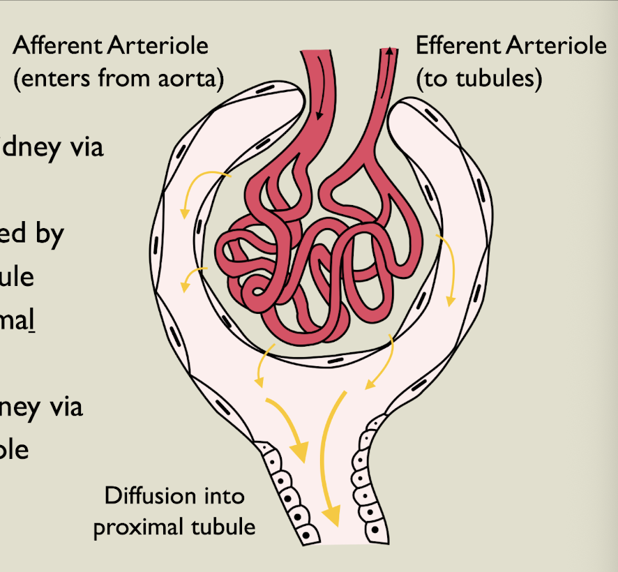 <p>Renal corpuscle</p>