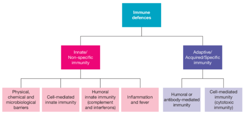 <p>Divisions of immunity</p>