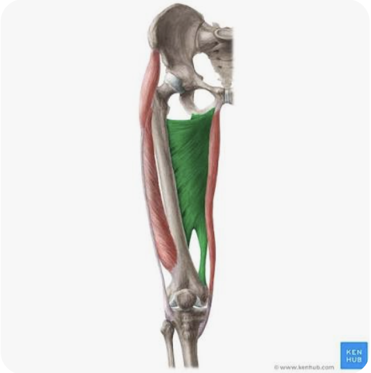 <p>O: <strong>Hamstring portion</strong> → Ischial tuberosity</p><p><strong>Adductor portion</strong> → Ischiopubic ramus</p><p>I: <strong>Hamstring portion</strong> → adductor tubercle of the femur</p><p><strong>Adductor portion</strong> → linea aspera of the femur</p><p>A: <strong>Hamstring portion</strong> → extension of the thigh</p><p><strong>Adductor portion</strong> → (powerful) adduction of thigh</p><p>N: <strong>Hamstring portion</strong> → sciatic nerve</p><p><strong>Adductor portion</strong> → obturator nerve</p>