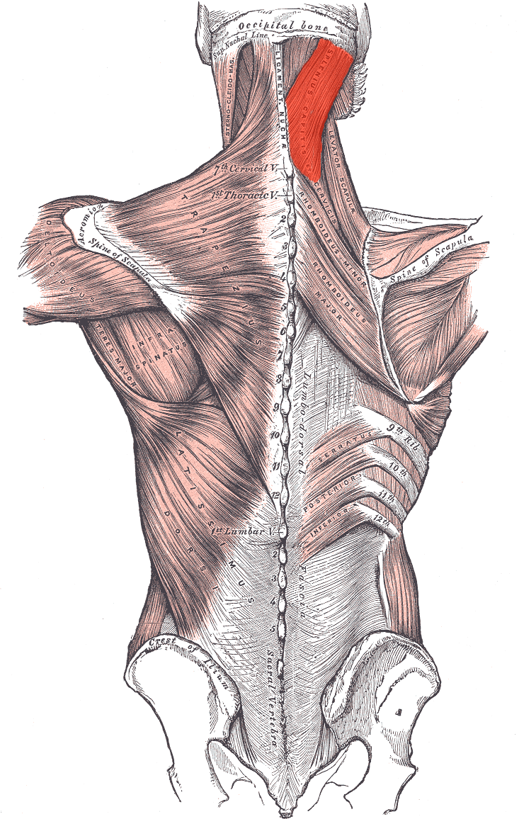 <p>Splnius Capitits</p><p>O: Lower Half of Ligamentum Nuchae / Spinious Process of C7/T3</p><p>I: Occipital Bone of Mastoid Bone of Temporal Bone<br>A: Uniltaerally: Ipisilatearl side flexion / rotation of head (CEREVICAL IV JOINTS / ATLANTOCCIPITAL JOINTS)</p>