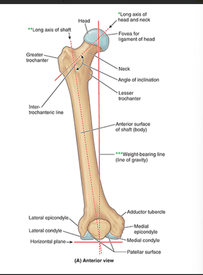 <ul><li><p>head</p></li><li><p>fovea for ligament of head</p></li><li><p>neck</p></li><li><p>greater trochanter (laterally)</p></li><li><p>lesser trochanter (medially)</p></li><li><p>lateral epicondyle</p></li><li><p>medial epicondyle</p></li><li><p>adductor tubercle</p></li><li><p>patellar surfaces</p></li></ul><p></p>