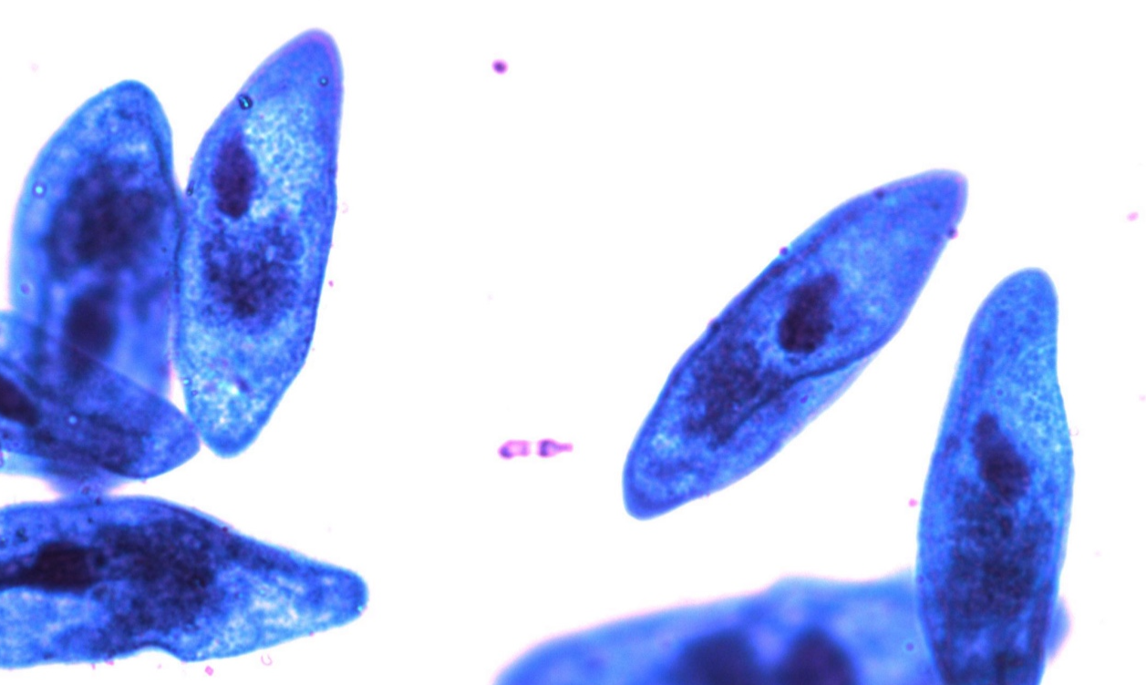 <p>*note oral groove, nucleus, cilia (if visible)</p>