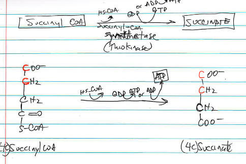 <p>succinyl-CoA → succinate is catalyzed by <strong>_____</strong>, converting succinyl-CoA to succinate. <span style="color: rgb(208, 78, 78);">This is the only TCA step producing a high-energy phosphate equivalent (GTP or ATP)</span></p>
