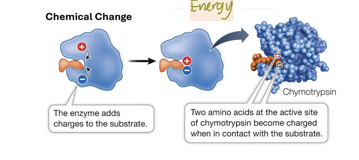 <p>Adding Chemical Groups</p>