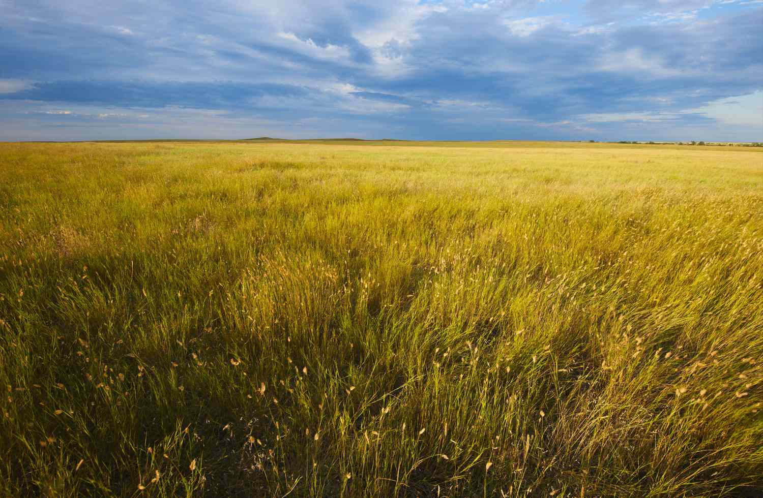 <p>Temperate Grassland</p>