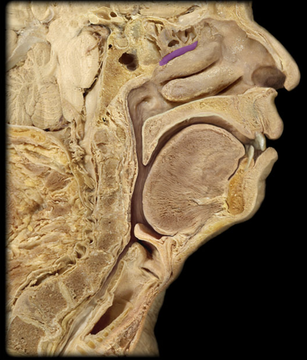 knowt flashcard image