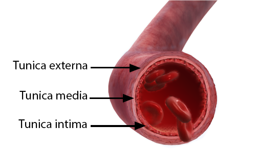 <p><strong>collagen</strong>: maintain structure to keep artery open</p><p>most outer layer of artery</p>