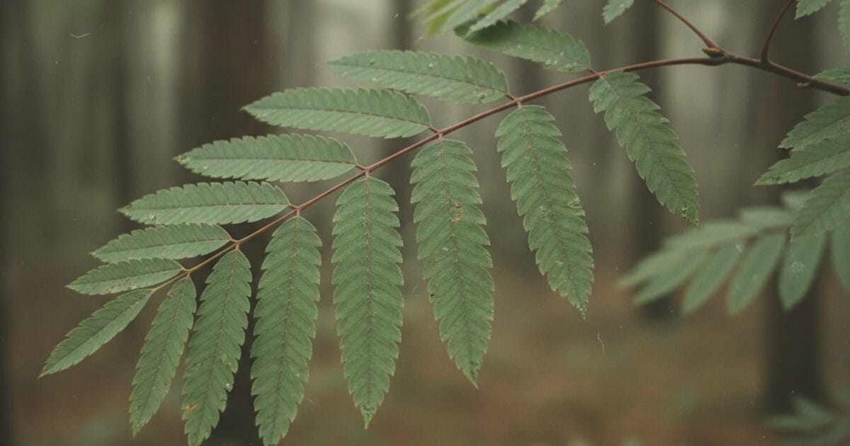 <p>single leaf whose main blade is divided into 2+ smaller leaflets </p>
