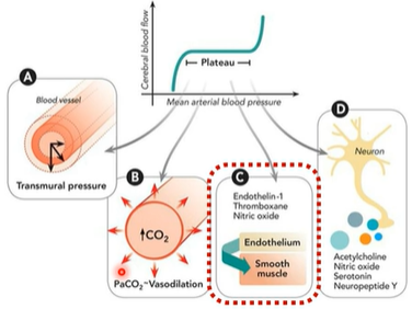 <p>Neurons influence nearby blood vessels through neurotransmitters such as <span style="color: purple;"><strong>acetylcholine, nitric oxide, serotonin, and neuropeptide Y.</strong></span></p><p></p><p>Increased neuronal activity promotes <strong>f</strong><span style="color: purple;"><strong>unctional hyperemia (</strong></span><span>increased, excessive flow of blood to specific tissues or organs in the body)</span><span style="color: purple;">,</span> increasing blood flow to regions with higher metabolic demand</p>
