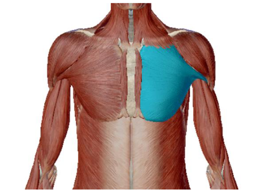 <p>what muscle is this </p>