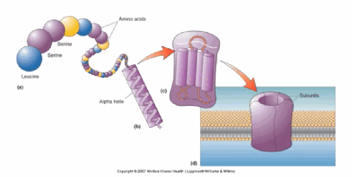 <p>Amino acids link via peptide bonds into polypeptide chains → multiple polypeptide chains associate into subunits (which have hydrophobic and hydrophilic regions letting them span the membrane) → multiple subunits coalesce together to form a membrane-spanning ion channel.</p>