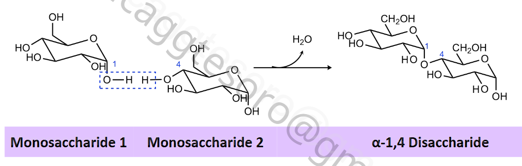 <p><strong>Glycosidic bond</strong> (OH-OH at C1,4 or C1,6)</p>