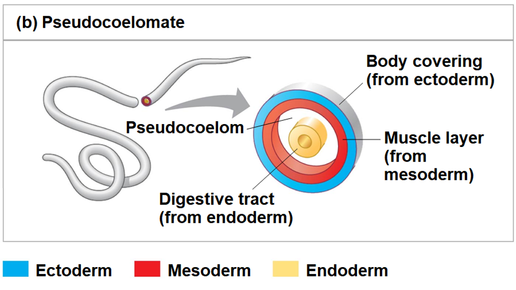 <p>Pseudocoelom</p>