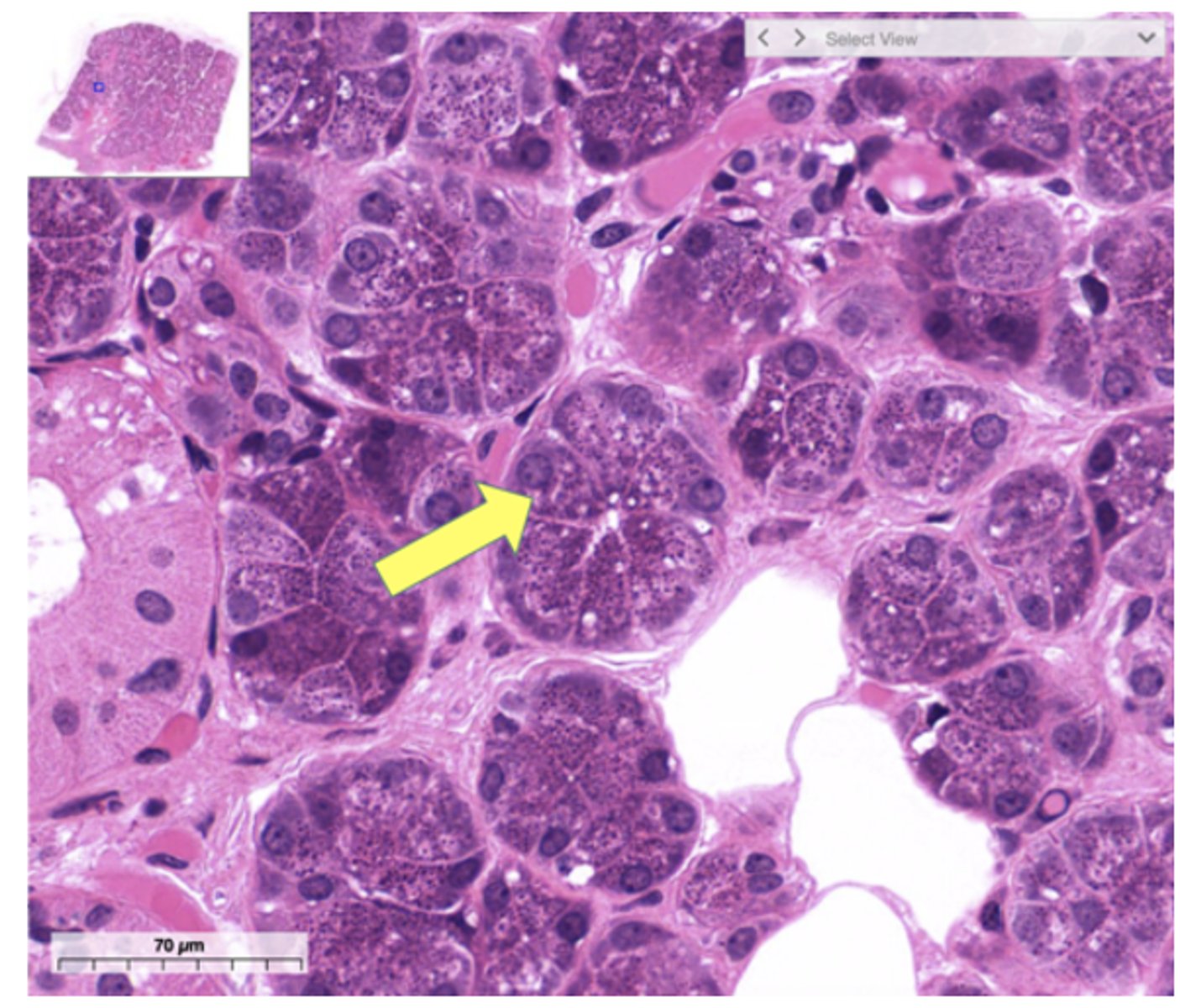 <p>Identify the cell</p>