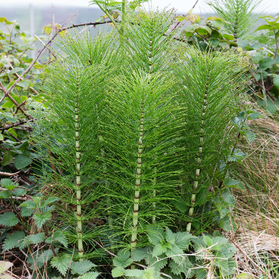 <p>bamboo-like segmented stems </p>