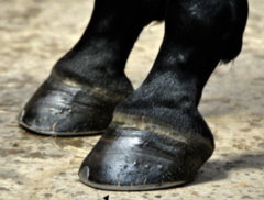 <p>How would you describe this hoof?</p>