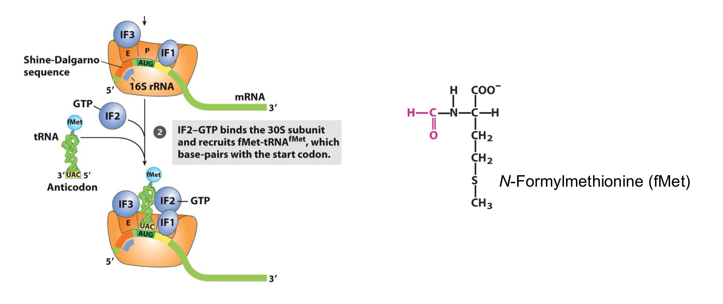 <ul><li><p>a GTP bound-IF2 mediates the recruitment of the initiation specific aminoacyl-tRNA in the P site, which is fMet-tRNA <sup>fMet</sup></p></li></ul><p></p>