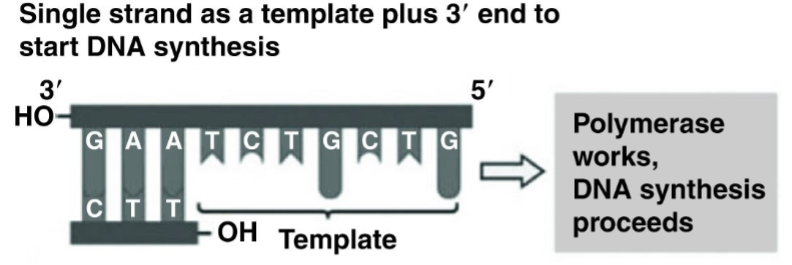 <p>32)Referring to the figure, what bases will be added as DNA replication proceeds on the bottom strand? 32) ______</p><p>A) 3′ T, C, T, G, C, T, G 5′ </p><p>B) 3′ G, T, C, G, T, C, T 5′</p><p>C) 5′ C, A, G, C, A, G, A 3′ </p><p>D) 5′ A, G, A, C, G, A, C 3′</p>