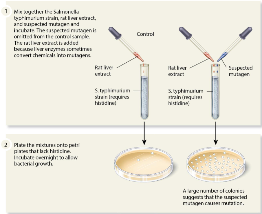 <p>An experiment designed to test and quantify mutagenicity. This test uses <em>Salmonella typhimurium</em> that cannot synthesize histidine due to a point mutation. These bacteria cannot grow unless histidine is added to the medium or unless a second mutation occurs that fixes the original, allowing the synthesis of histidine.</p>