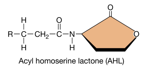 <ul><li><p>AHLs share a common core structure consisting of a homoserine lactone ring linked to an acyl side chain</p></li><li><p>The acyl side chain can vary in length from 4-18 carbons, and from modifications to the R group (-OH, =O, -H)</p></li><li><p>Structural differences determine the specificity of signalling as only bacteria with compatible AHL receptors can recognize and respond to a given AHL molecule</p></li></ul><p></p>