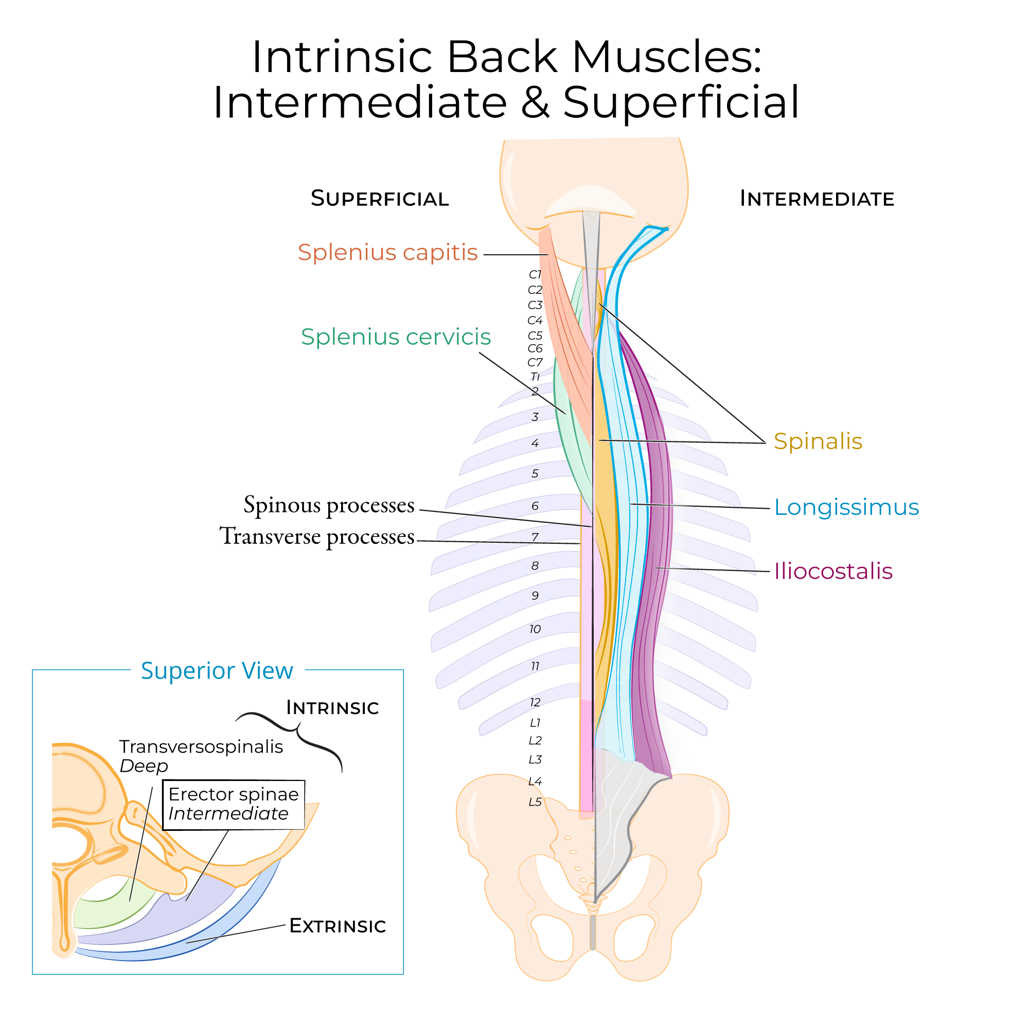 <p>intrinsic back muscles superficial layer</p>