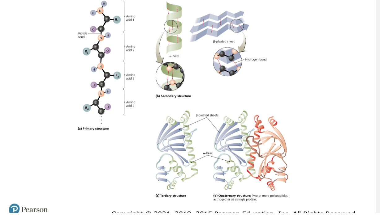 <p>Levels of protein structure </p>