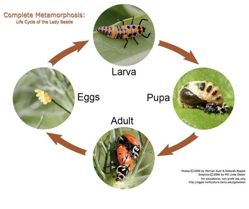 <p>major change from one developmental stage to another; separates life into eating stage and reproductive stage, and changes entire body plan to best accommodate both activities</p>