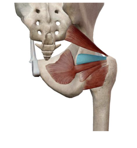 <p>which muscle and action is this</p>