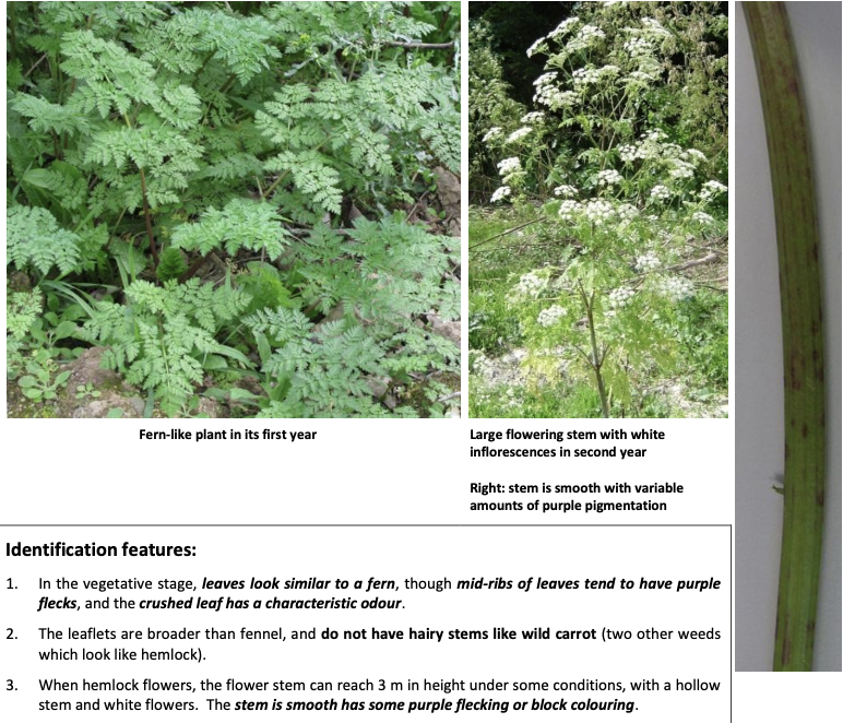 <p><strong>Plant family:</strong> Apiaceae<br><strong>Life cycle:</strong> Biennial<br><strong>Key persistence / spread:</strong> Seed<br><strong>Farming systems:</strong> Roadsides, hedgerows, pasture margins</p><p><strong> How to identify</strong></p><p>Is a large, poisonous umbellifer (carrot family) that must be identified confidently.</p><p>In its vegetative stage, leaves are finely divided and fern‑like, resembling carrot or parsley foliage. A key diagnostic feature is that the leaf stalks and midribs often show purple flecking.</p><p>In its second year, hemlock produces a tall hollow flowering stem, often up to 2–3 m high. The stem is smooth (not hairy) and typically marked with purple blotches or streaks — one of the most important ID features.</p><p>When crushed, the plant gives off a strong, unpleasant mouse‑like or musty smell, which helps distinguish it from fennel or wild carrot.</p><p>Flowers are small, white, and arranged in large umbrella‑shaped umbels.</p><p>Common confusions:</p><ul><li><p>Wild carrot → wild carrot has hairy stems and lacks purple blotches</p></li><li><p>Fennel → fennel smells sweet/aniseed, not foul</p></li></ul><p></p>