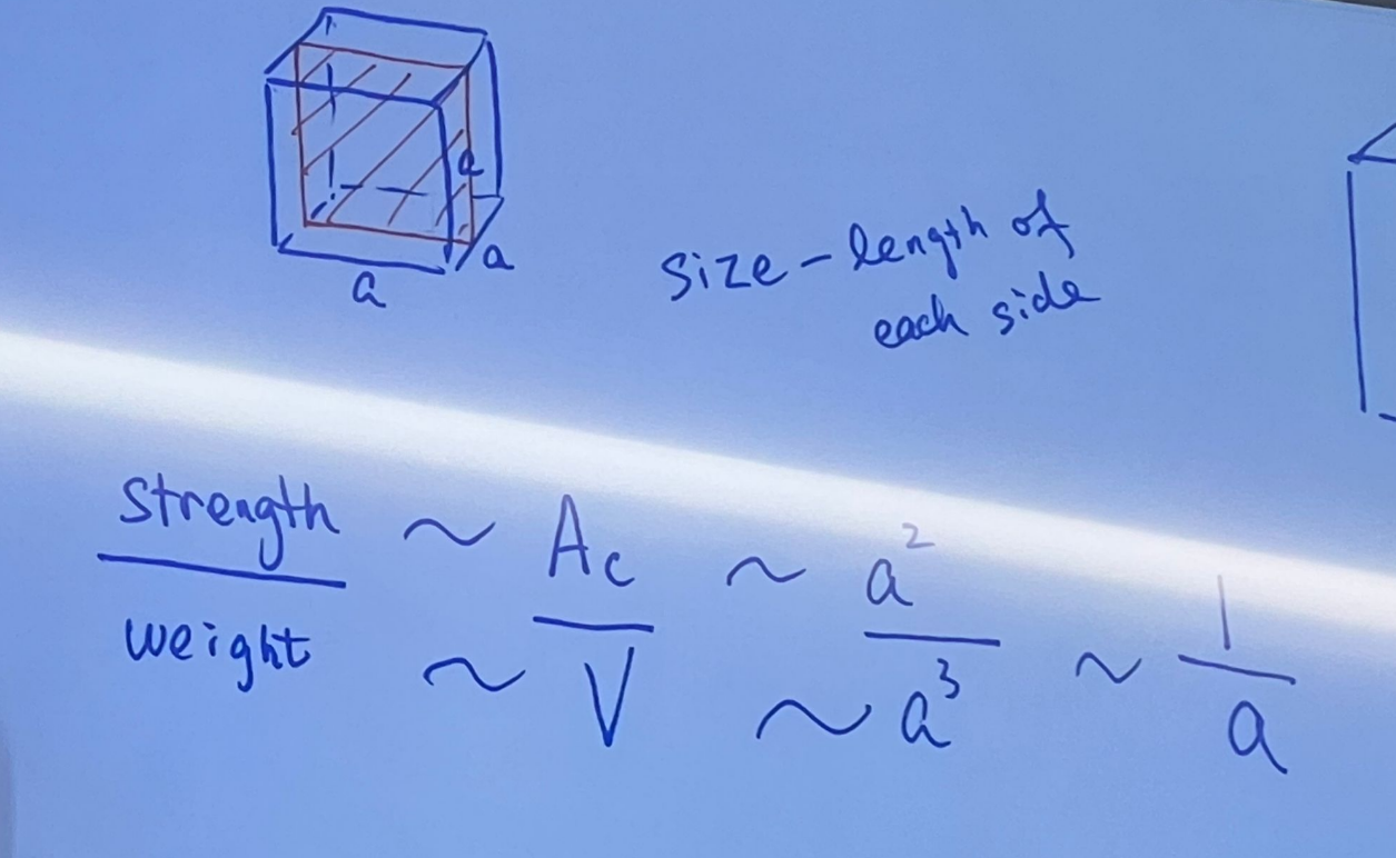 <p><span style="background-color: transparent;">When something gets bigger:</span></p><p><span style="background-color: transparent;">Weight increases <strong>________ </strong>than strength</span></p>