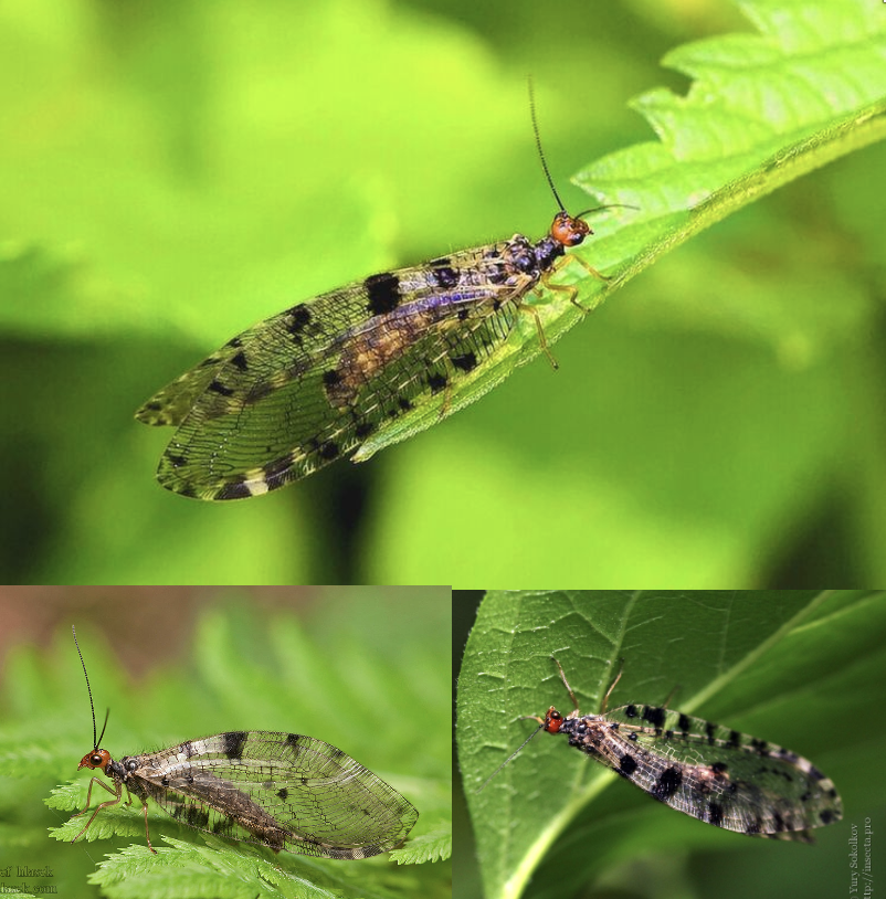 <p>Latin, magyar, védett?</p>