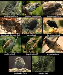 <p>He studied species diversity, particularly finches and tortoises.</p>