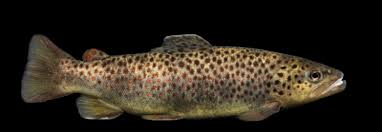 <p>Salmo trutta</p><p>Body golden brown to silver</p><p>Dorsal fin may have white tip</p><p>Square tail with few/no spots</p><p>Dark spots with blue rings on sides</p><p>Lighter yellowish abdomen</p>