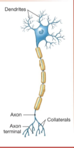 <p>(e) Multipolar — Typical efferent neuron</p>